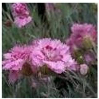 Fjernellike 'Maggie'