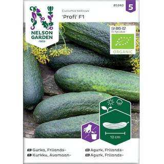 Frilandsdrueagurk 'Profi' F1 Øko