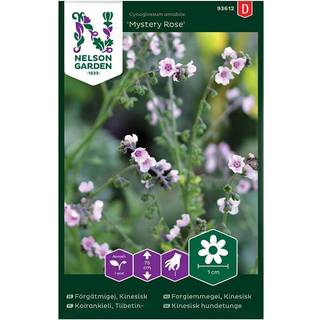Kinesisk Hundetunge 'Mystery Rose'