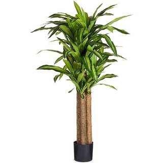 Dracena Plante inkl. potte, 155 cm