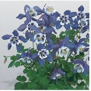 Akeleje 'Spring Magie Blue White'