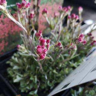 Kattefod 'Rubra'
