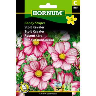 Stolt Kavaler &quot;Candy Stripes&quot; - Blomsterfrø