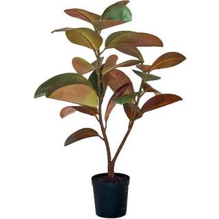 Mr Plant, Fikus Elastica 90 cm