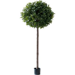 Mr Plant, Lagerbladstræ 220 cm