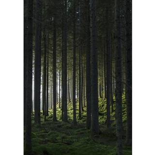 Venture Design Woods poster 50 x 70 cm Sort/grøn