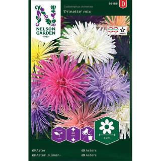 Sommerasters 'Prinette' Mix