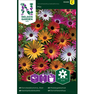 Middagsblomst Mix