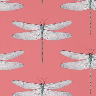 Demoiselle - HGAT111245