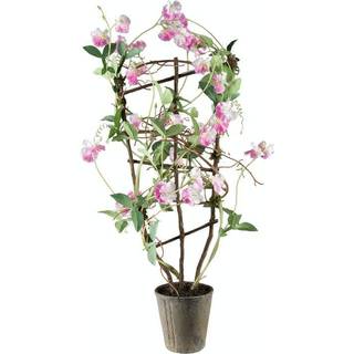 Mr Plant, Duftpæon Potteplante 90 cm Lyserød