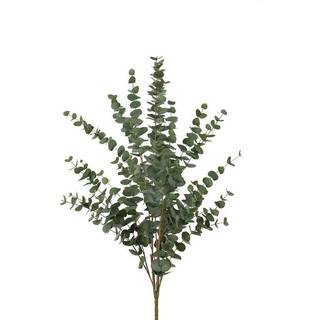 Mr Plant, Eukalyptus Gren 120 cm