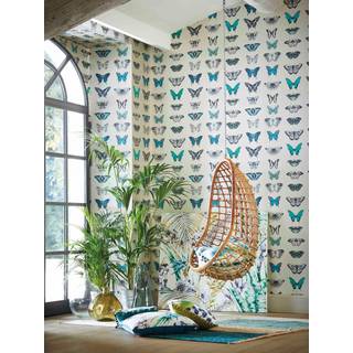 Papilio - HAMA111079