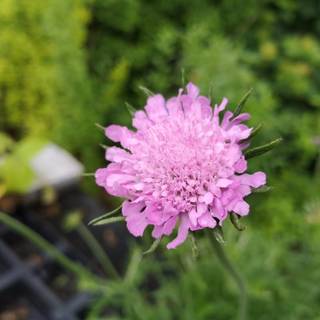 Due-Skabiosa 'Pink Mist'