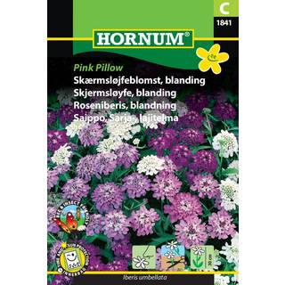 Skærmsløjfeblomst i rosa, lilla og hvide nuancer - &quot;Pink Pillow&quot; - Blomsterfrø