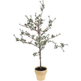 Mr Plant, Lærketræ 100 cm