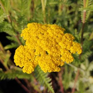 Pragtrøllike 'Coronation Gold'