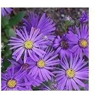 Asters 'Jungfrau'