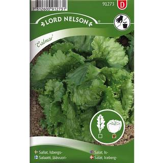 Icebergsalat 'Calmar'