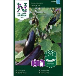 Aubergine 'Teresa' F1