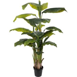 Mr Plant, Banan Træ 150 cm