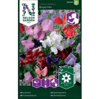 Ærteblomst 'Royal Mix'