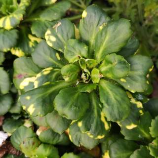 Porcelænsblomst 'Variegata'