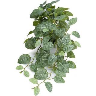 Fittonia Pot Plant Green