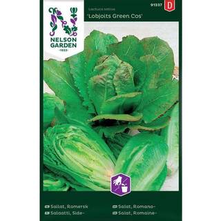 Romainesalat 'Lobjoits Green Cos'