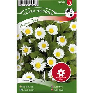 Tusindfryd 'Meadow Daisy'