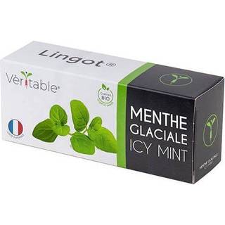Pakke med &#34;Lingot&#34; iskolde myntefrø - VERITABLE mærke