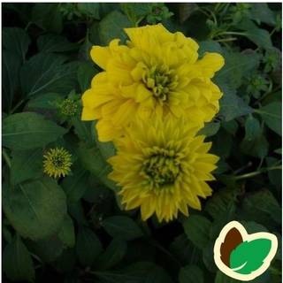 Solhat 'Goldquelle'