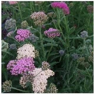 Røllike 'Summer Pastels'