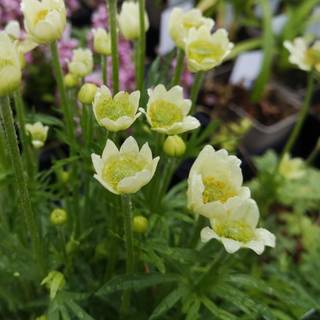 Anemone 'Annabella White'