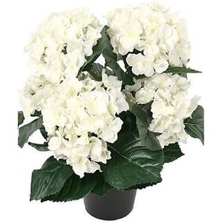 Hortensia potteplante hvid
