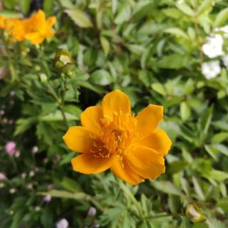 Kinesisk Engblomme 'Golden Queen'