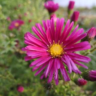 Høstasters 'Winston Churchill'