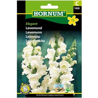 Løvemund Hvid &quot;Elegant&quot; - Blomsterfrø