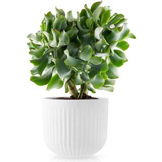 Eva Trio Legio Nova urtepotteskjuler 15,5 cm