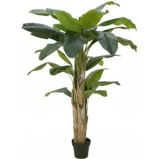 Banana tree, 170cm