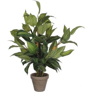 Hosta plante 65 cm høj