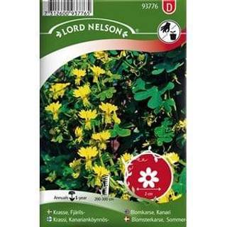 Sommerfugleblomsterkarse