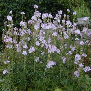 Silkekatost 'Elsie Heugh'