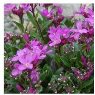 Kalkkarse 'Rote Sensation'