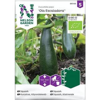 Squash 'Ola Escaladora' Øko