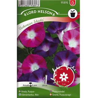 Purpurpragtsnerle 'Bohemian Shades'