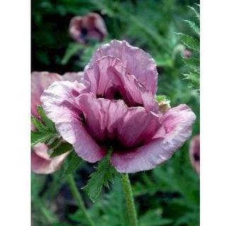 Kæmpevalmue 'Patty's Plum'