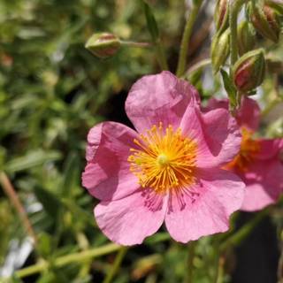 Soløje 'Lawrensons Pink'