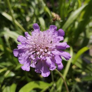 Due-Skabiosa 'Butterfly Blue'
