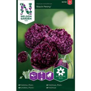 Valmue 'Black Peony'