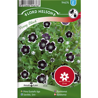 Øjeblomst 'Penny Black'